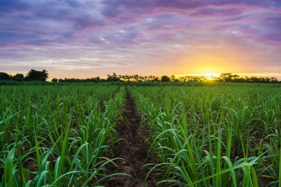 Sugar Cane Processing Plant