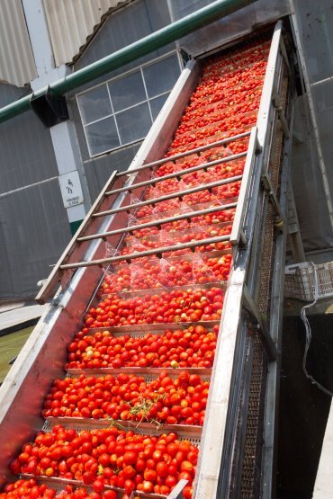 Tomato Pre Wash Process