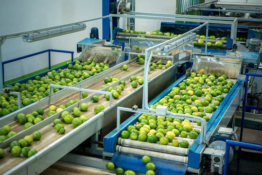 Processing Stage of Apples